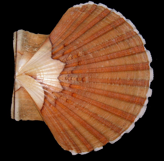 Va bene, parece facil; pero.................................